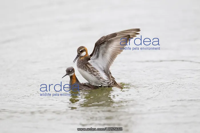 : A pair of Red-necked Phalarope (Phalaropus loba : A pair of Red-necked Phalarope (Phalaropus loba
