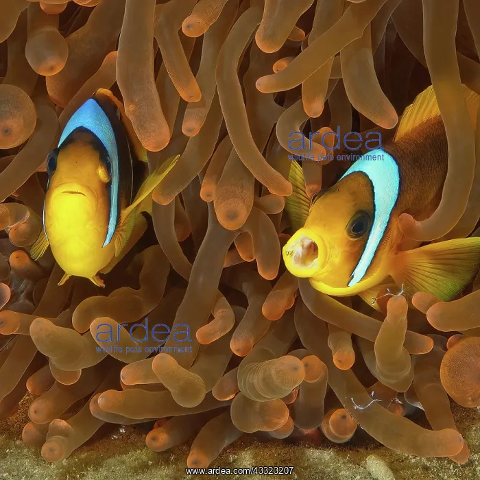 : Pair of red sea clownfish (Amphiprion bicinctus) : Pair of red sea clownfish (Amphiprion bicinctus)
