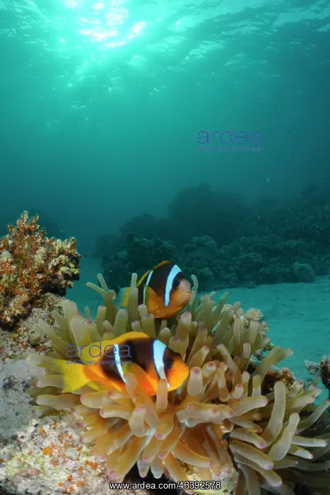 : Pair of red sea clownfish (Amphiprion bicinctus) : Pair of red sea clownfish (Amphiprion bicinctus)