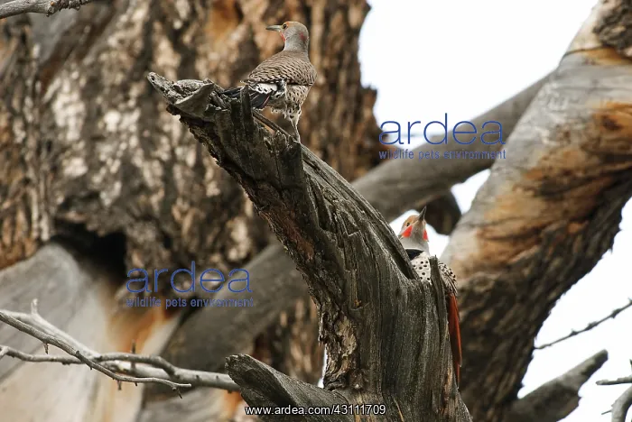 : Pair of Red-shafted Flickers : Pair of Red-shafted Flickers