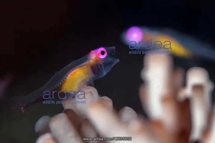 : Pair of Redeye Hovering Gobies : Pair of Redeye Hovering Gobies