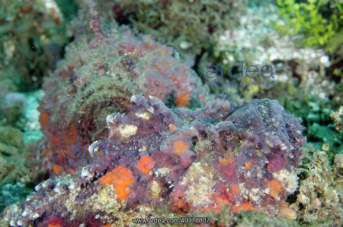 : Pair of Reef Stonefish : Pair of Reef Stonefish