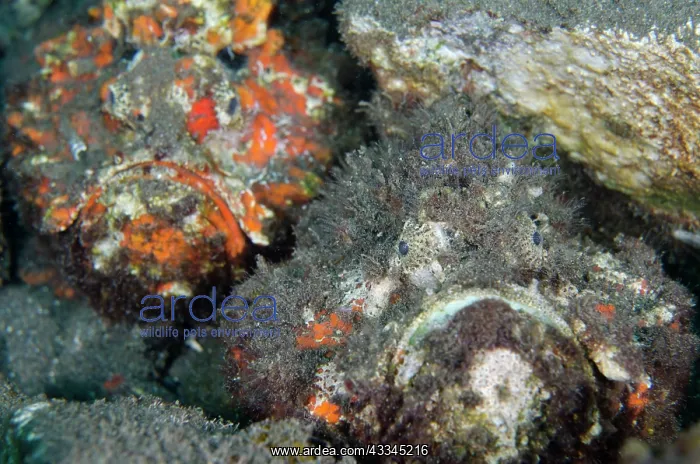 : Pair of Reef Stonefish - Ghost Bay dive site, Amed : Pair of Reef Stonefish - Ghost Bay dive site, Amed