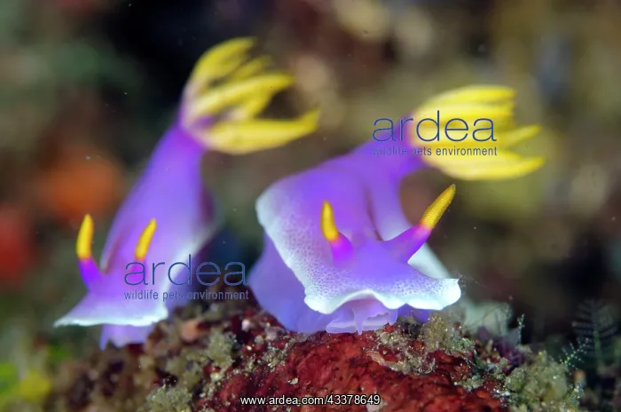: Pair of Robe Hem Hypselodoris Nudibranches : Pair of Robe Hem Hypselodoris Nudibranches