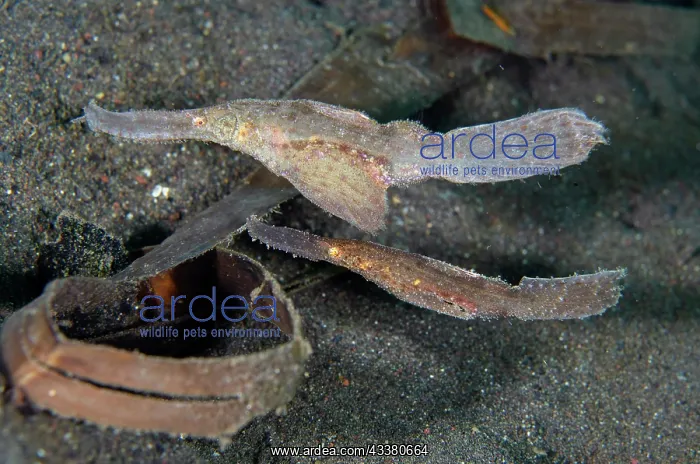 : Pair of Robust Ghost Pipefish - camouflaged next : Pair of Robust Ghost Pipefish - camouflaged next