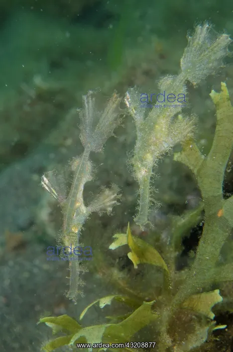 : Pair of Roughsnout Ghostpipefish - Ghost Bay dive : Pair of Roughsnout Ghostpipefish - Ghost Bay dive