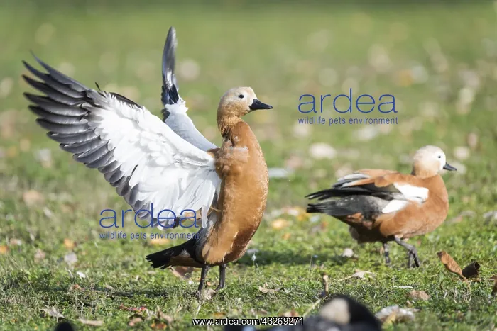  : A pair of Ruddy shelduck (Tadorna ferruginea) walking