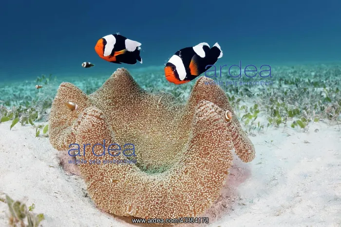 : Pair of saddleback clownfish (Amphiprion polymnus) : Pair of saddleback clownfish (Amphiprion polymnus)