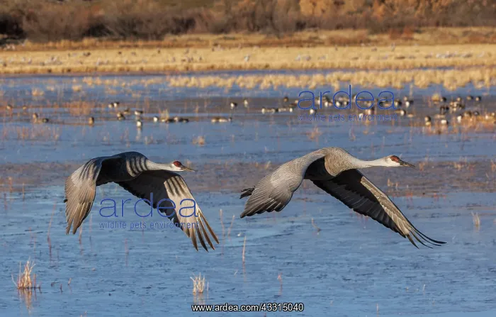: Pair of Sandhill cranes in flight, in winter at : Pair of Sandhill cranes in flight, in winter at