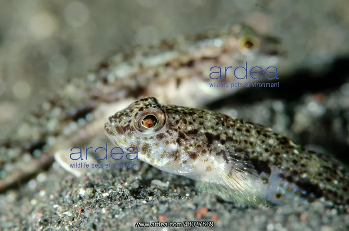 : Pair of Scalyhead Sandgoby : Pair of Scalyhead Sandgoby