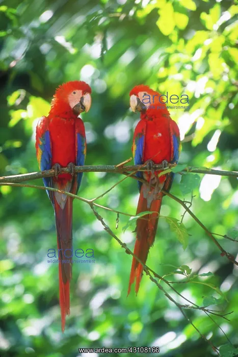 : Pair of scarlet macaws : Pair of scarlet macaws
