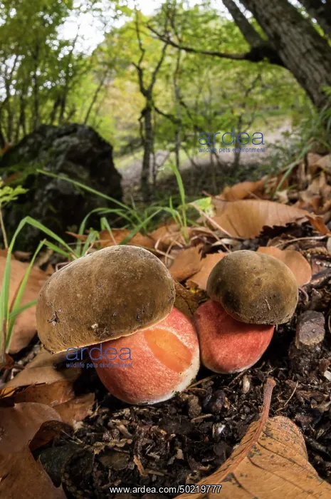 : A pair of Scarletine bolete (Boletus luridiformis) growing in in the autumn forest, Liguria, Italy : A pair of Scarletine bolete (Boletus luridiformis) growing in in the autumn forest, Liguria, Italy