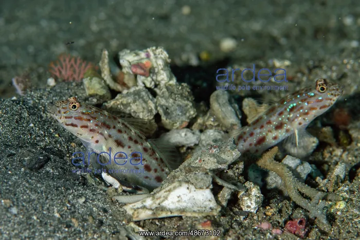 : Pair of Silverstreak Shrimpgobies in hole - K41 dive site : Pair of Silverstreak Shrimpgobies in hole - K41 dive site