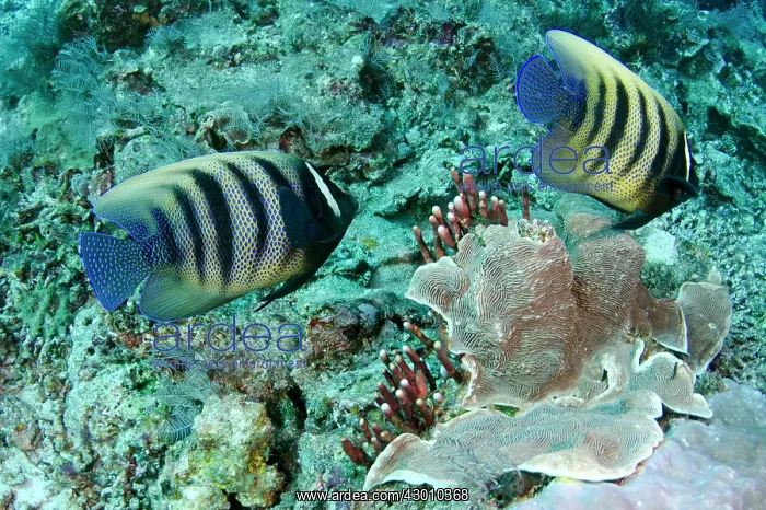 : Pair of Six-banded Angelfish Fish Bowl dive site : Pair of Six-banded Angelfish Fish Bowl dive site