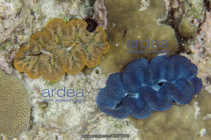 : Pair of Small Giant Clams embedded in coral - NusaBay Menjan : Pair of Small Giant Clams embedded in coral - NusaBay Menjan