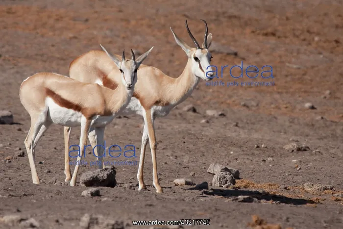 : Pair of springboks (Antidorcas marsupialis) : Pair of springboks (Antidorcas marsupialis)