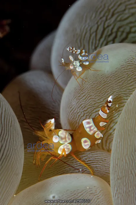 : Pair of Squat Shrimps on Bubble Coral (Plerogyra : Pair of Squat Shrimps on Bubble Coral (Plerogyra