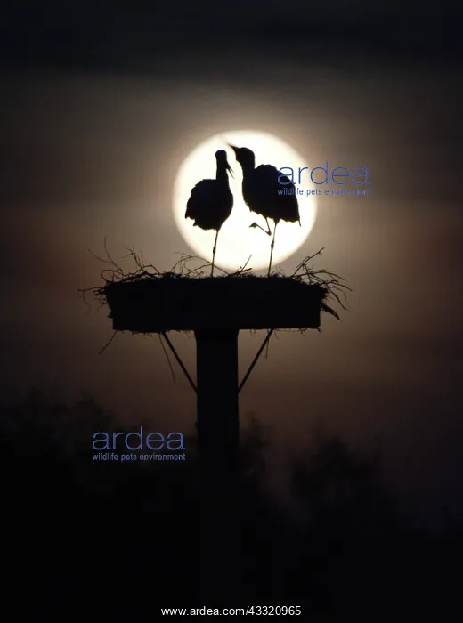 : Pair of storks, two black storks, on a storks nest : Pair of storks, two black storks, on a storks nest