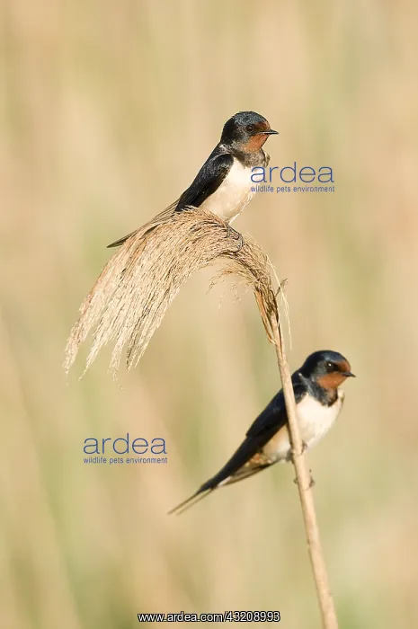 : Pair of Swallows (Hirundo rustica) take a rest while : Pair of Swallows (Hirundo rustica) take a rest while