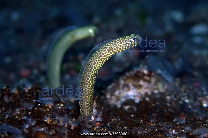 : Pair of Taylor's Garden Eels : Pair of Taylor's Garden Eels