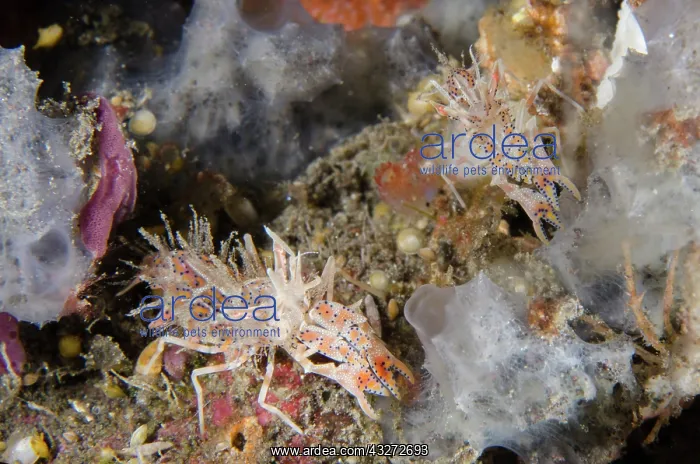 : Pair of Tiger Shrimps - Kubu, Tulamben, Karangasem Regency : Pair of Tiger Shrimps - Kubu, Tulamben, Karangasem Regency