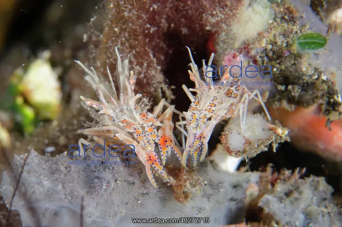 : Pair of Tiger Shrimps - Kubu, Tulamben, Karangasem Regency : Pair of Tiger Shrimps - Kubu, Tulamben, Karangasem Regency