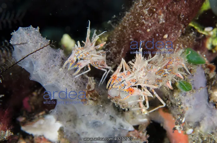 : Pair of Tiger Shrimps - Kubu, Tulamben, Karangasem Regency : Pair of Tiger Shrimps - Kubu, Tulamben, Karangasem Regency