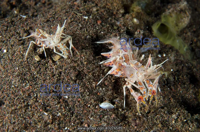 : Pair of Tiger Shrimps - Seraya dive site, Seraya : Pair of Tiger Shrimps - Seraya dive site, Seraya