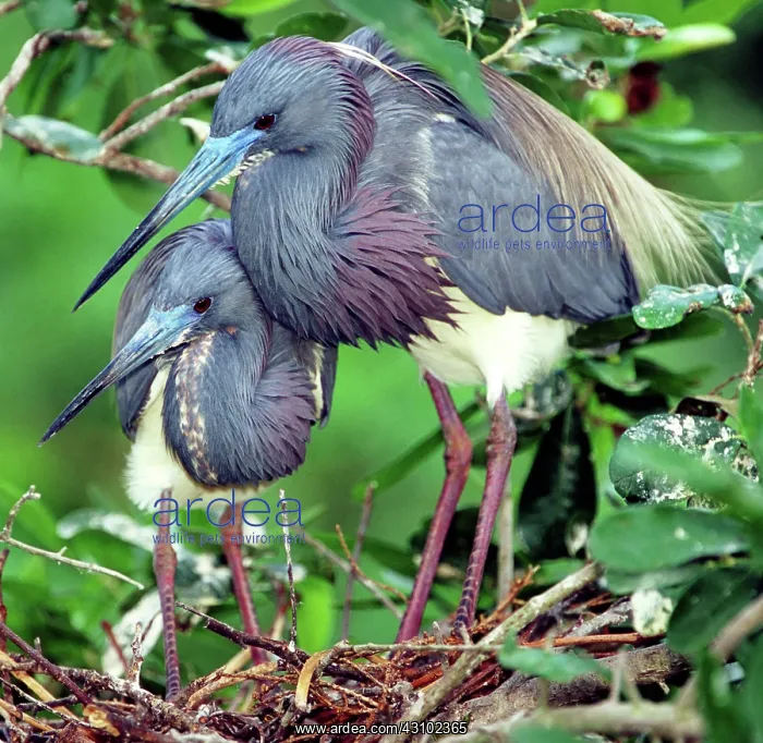 : Pair of Tricolored Heron at nest : Pair of Tricolored Heron at nest