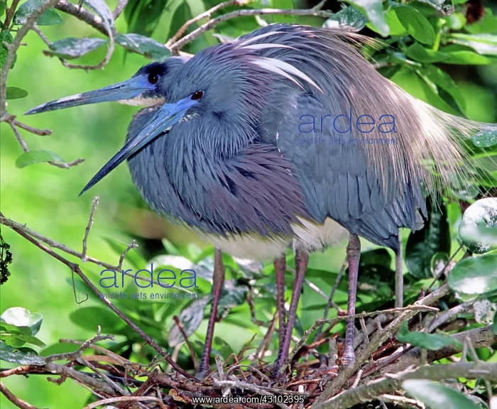 : Pair of Tricolored Heron at nest : Pair of Tricolored Heron at nest