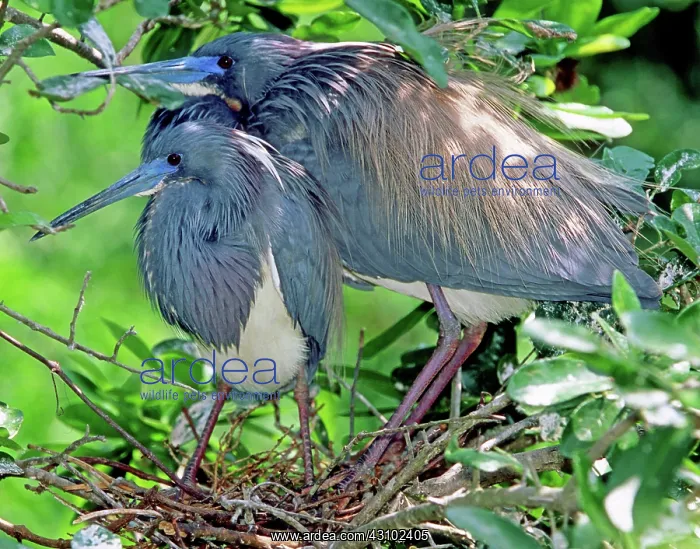 : Pair of Tricolored Heron at nest : Pair of Tricolored Heron at nest