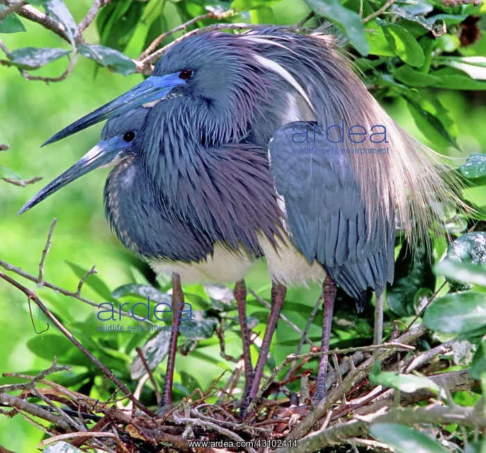 : Pair of Tricolored Heron at nest : Pair of Tricolored Heron at nest