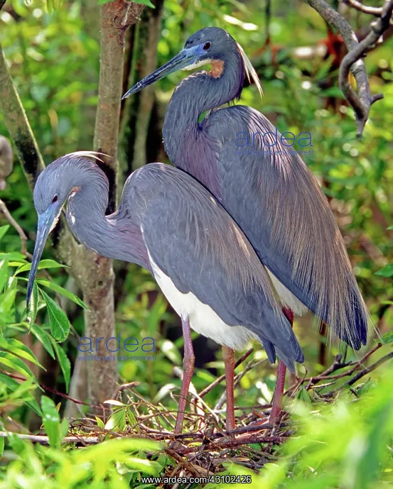 : Pair of Tricolored Heron at nest : Pair of Tricolored Heron at nest