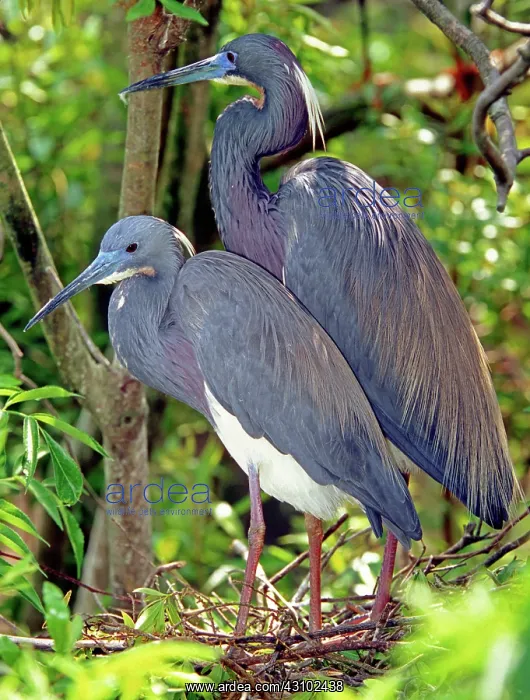 : Pair of Tricolored Heron at nest : Pair of Tricolored Heron at nest