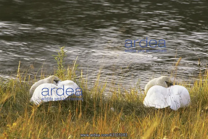 : Pair of Trumpeter Swans : Pair of Trumpeter Swans