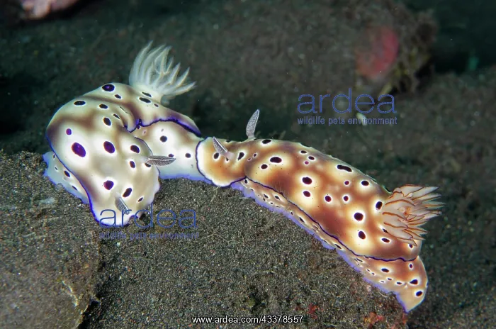 : Pair of Tryon's Nudibranch : Pair of Tryon's Nudibranch