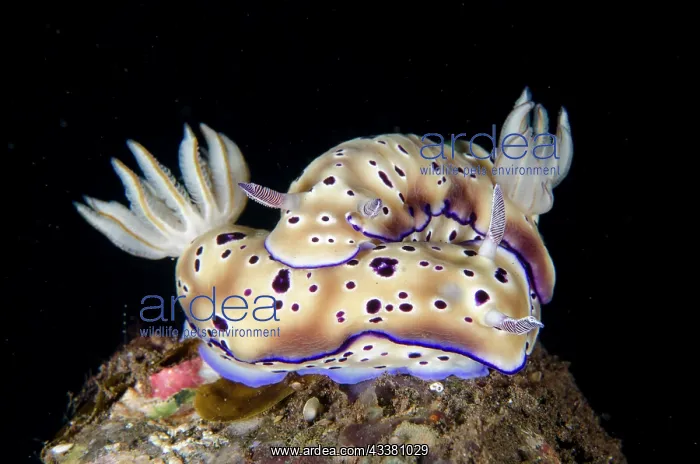 : Pair of Tryon's Nudibranches - Seraya dive site : Pair of Tryon's Nudibranches - Seraya dive site