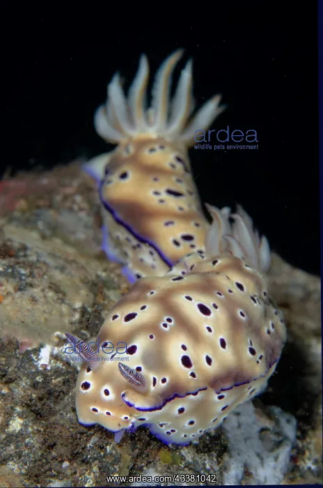 : Pair of Tryon's Nudibranches - Seraya dive site : Pair of Tryon's Nudibranches - Seraya dive site