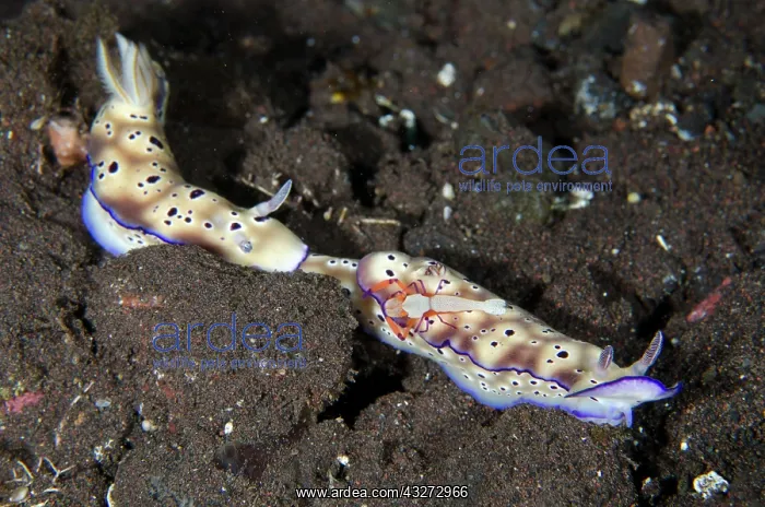 : Pair of Tryons Nudibranches - tailing each other with Emper : Pair of Tryons Nudibranches - tailing each other with Emper