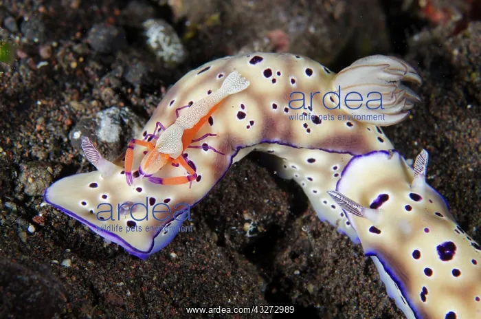 : Pair of Tryons Nudibranches - tailing each other with Emper : Pair of Tryons Nudibranches - tailing each other with Emper