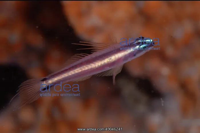 : Pair of Twostripe Dwarfgobies : Pair of Twostripe Dwarfgobies