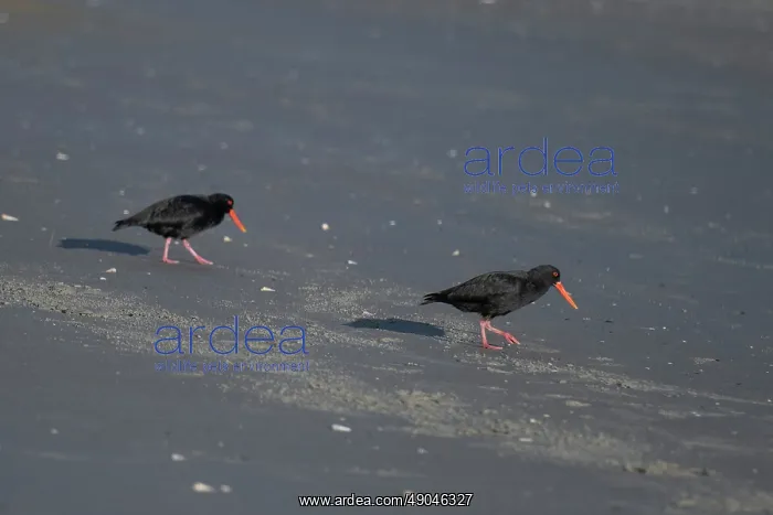 : Pair of Variable Oystercatchers : Pair of Variable Oystercatchers
