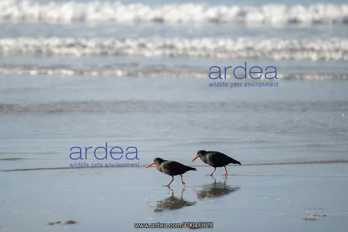 : Pair of Variable Oystercatchers : Pair of Variable Oystercatchers