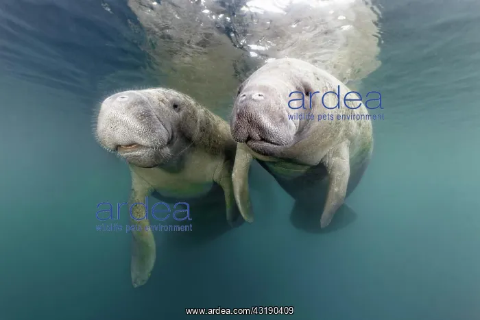 : Pair West Indian manatees (Trichechus manatus) : Pair West Indian manatees (Trichechus manatus)