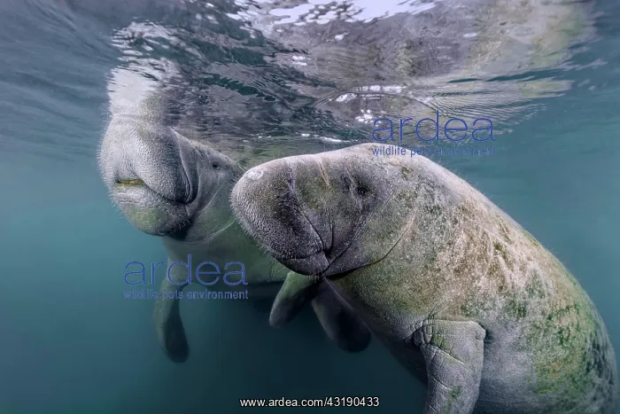 : Pair West Indian manatees (Trichechus manatus) : Pair West Indian manatees (Trichechus manatus)