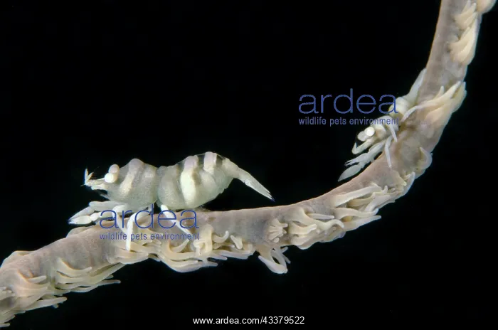 : Pair of Whip Coral Shrimps : Pair of Whip Coral Shrimps