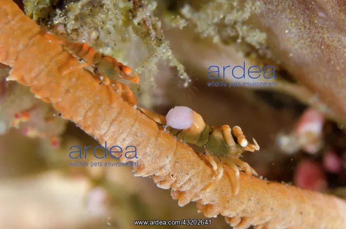 : Pair of Whip Coral Shrimps - with isopod (Isopoda : Pair of Whip Coral Shrimps - with isopod (Isopoda