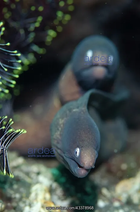 : Pair of White-eyed Moray Eels : Pair of White-eyed Moray Eels