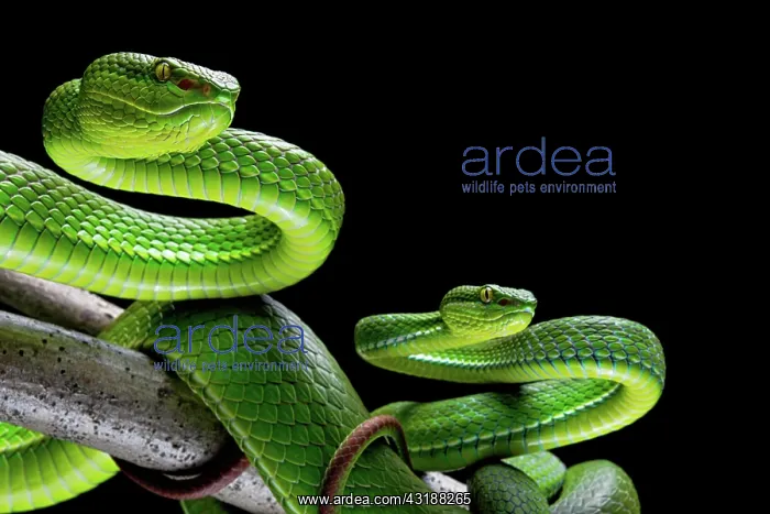 : Pair of White-lipped pit viper (Trimeresurus albolabirs) : Pair of White-lipped pit viper (Trimeresurus albolabirs)