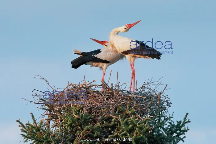 : A pair of white storks standing in the nest at sunset : A pair of white storks standing in the nest at sunset